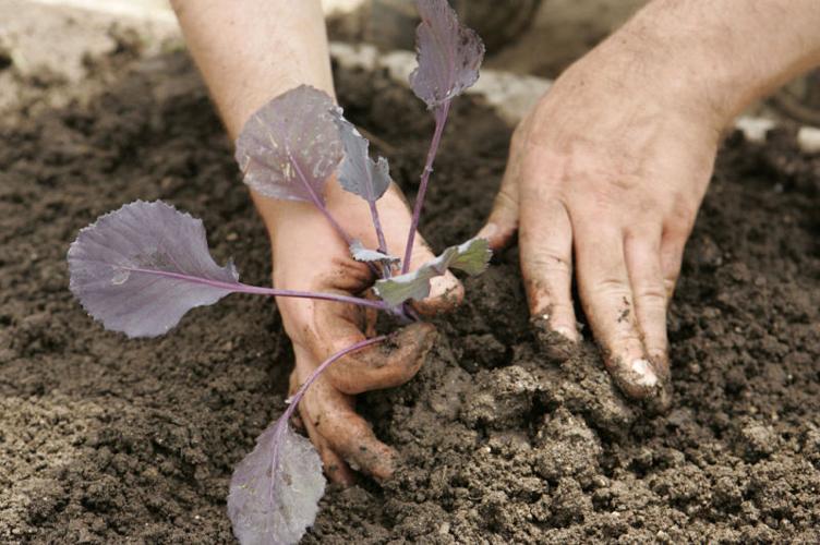 Ask the Weather Guys: When is the last frost?