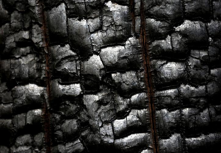 Frye Fire recovery on Mt. Graham