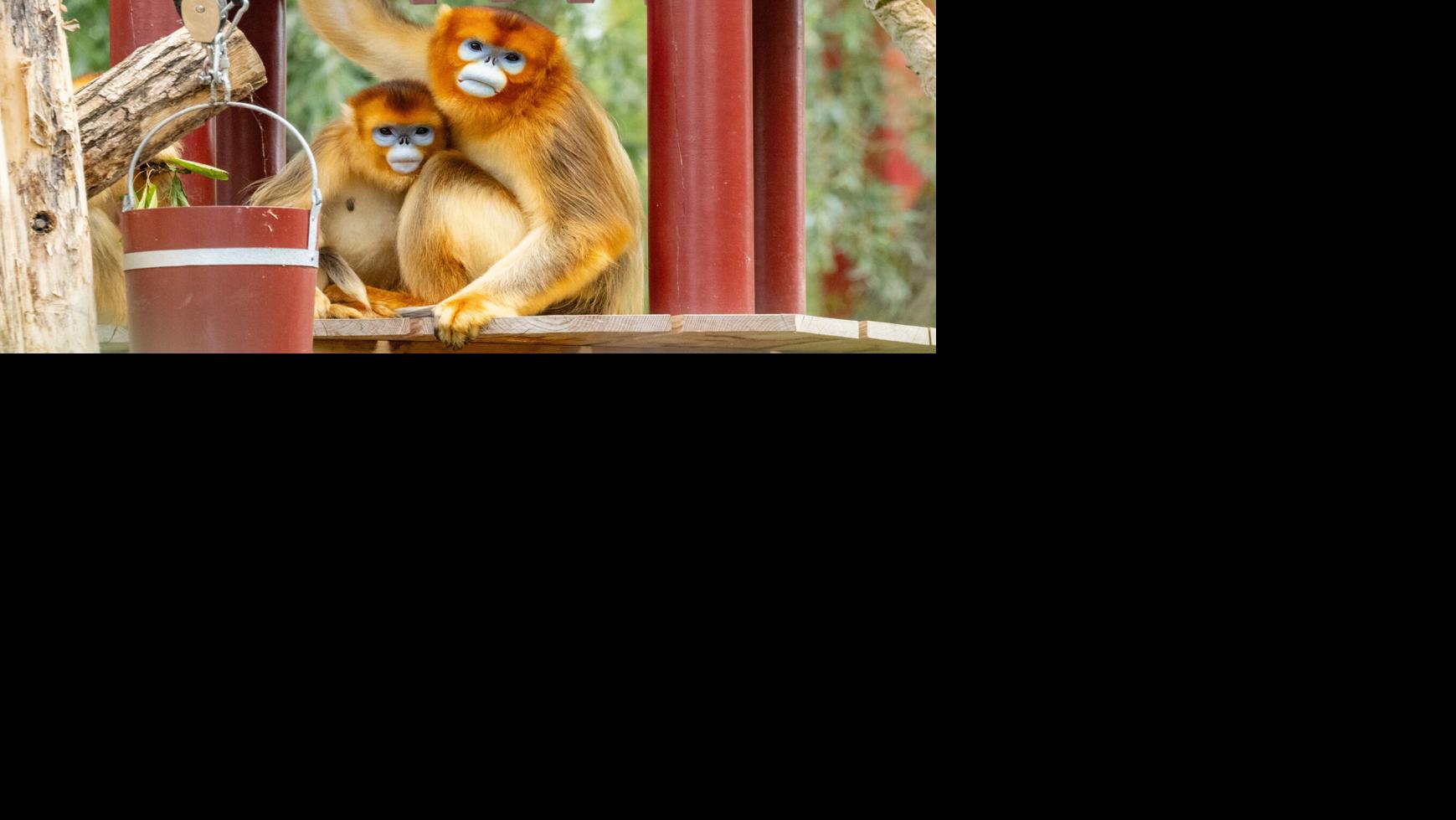 China's rare golden monkeys debut at European zoos, possible successors to panda diplomacy