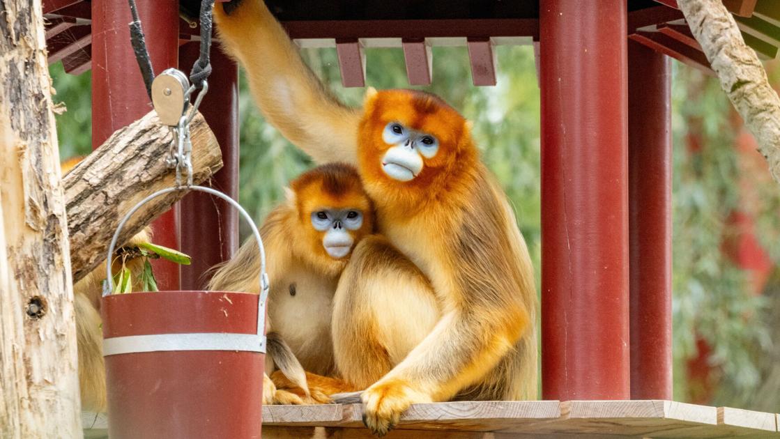 China's rare golden monkeys debut at European zoos, possible successors to panda diplomacy