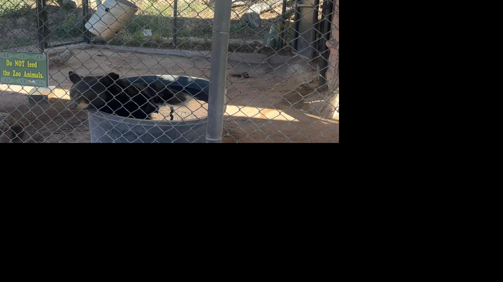 More hungry bears enter Navajo communities