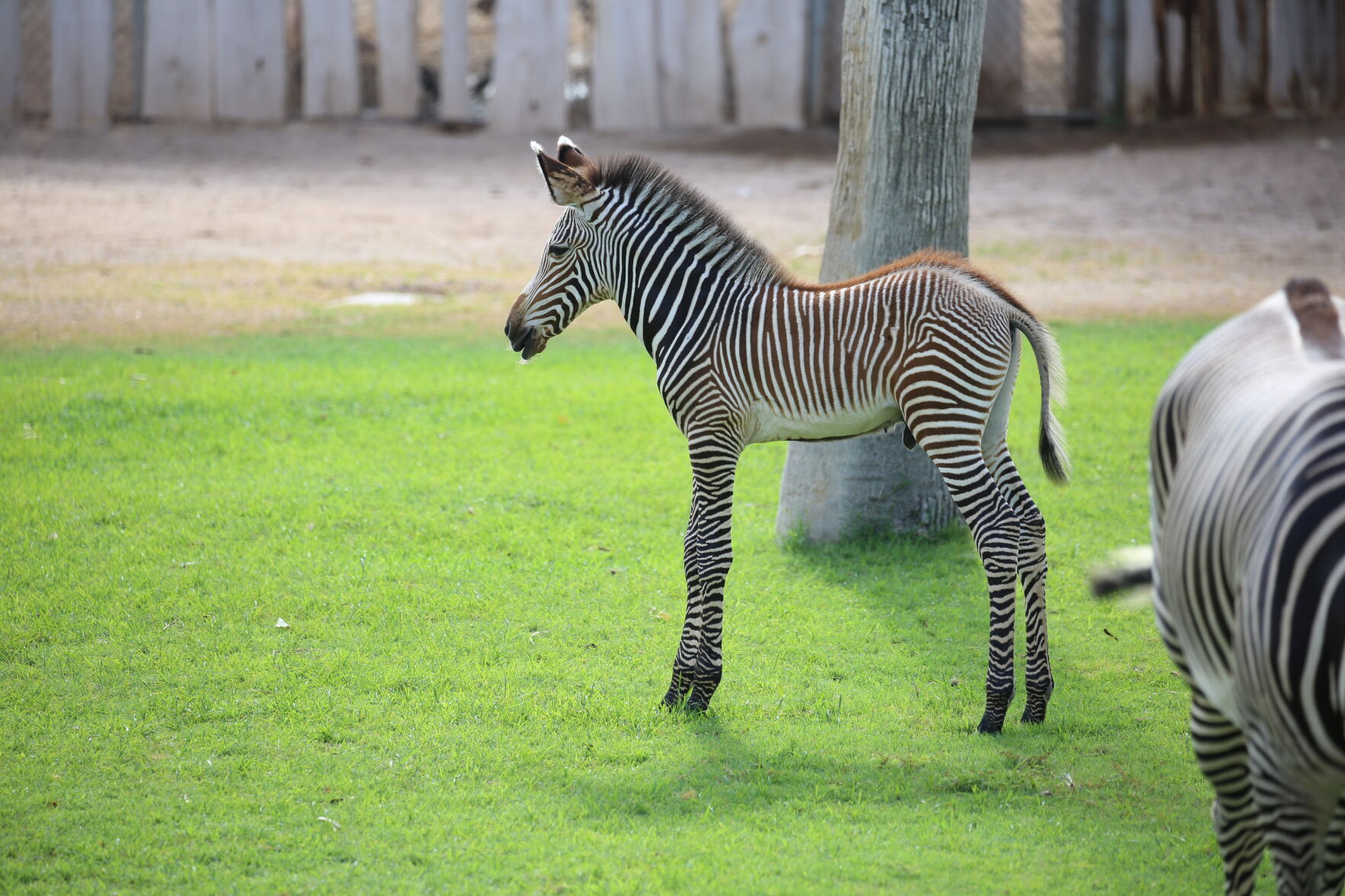 baby zebra animal kingdom lodge dies