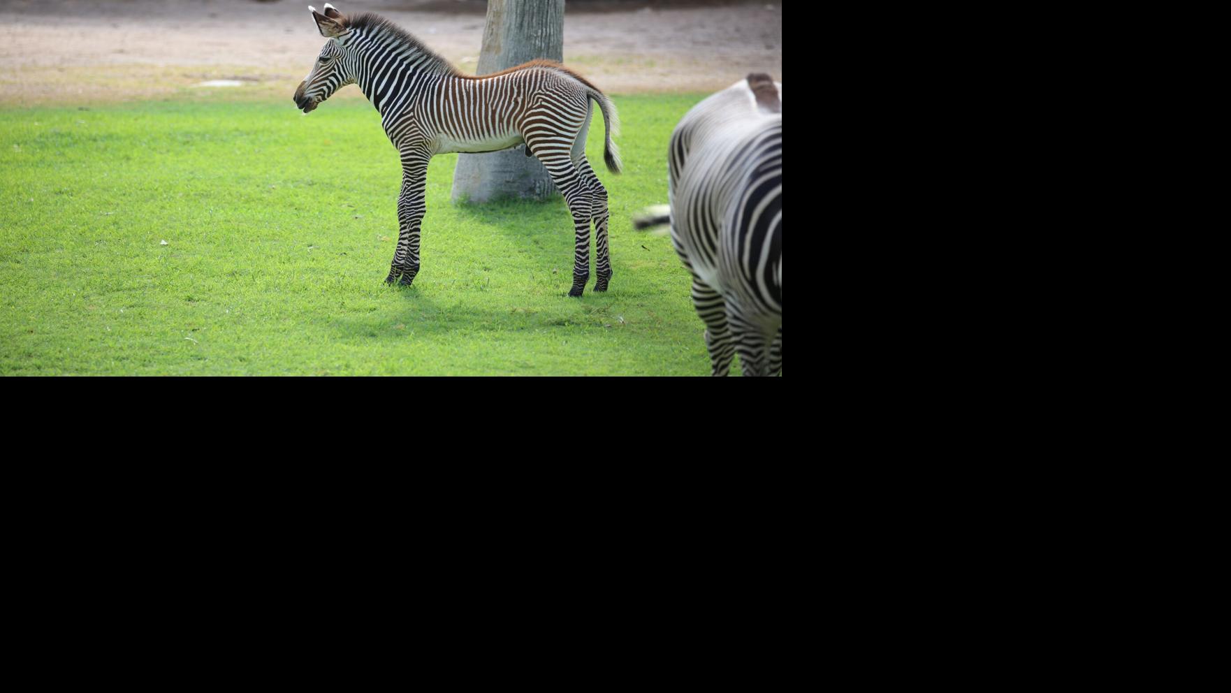 The Living Desert zoo welcomes baby zebra