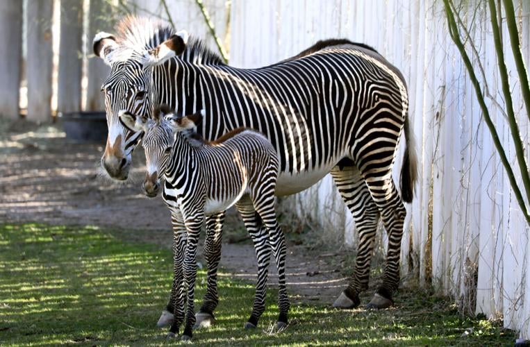 Tucson zoo's zebra foal killed in accident