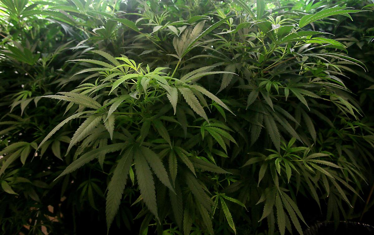 Marijuana
