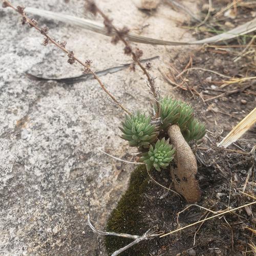 Our First Time Spring Seeking in Sierra San Diego