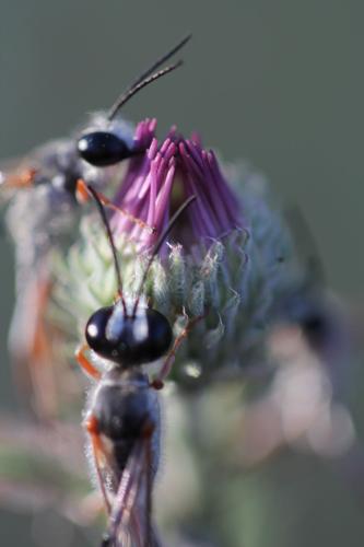 Readers' insect photos