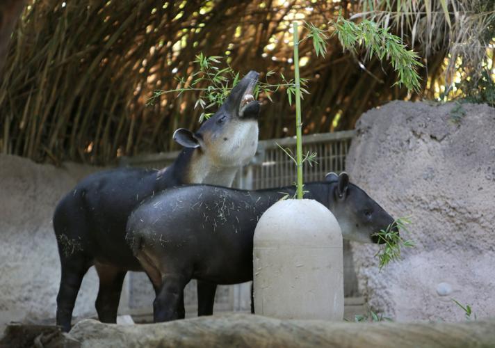 Nandi's Neighbors: Baird's Tapirs Toliver and Contessa