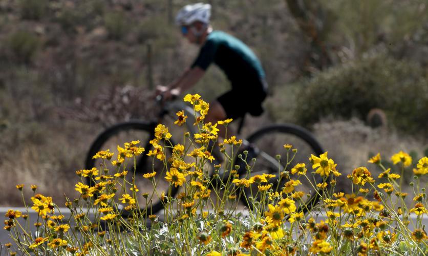 Wildflowers, Tucson, 2022