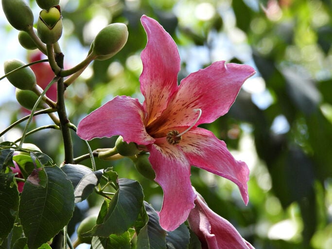 Silk floss tree flower