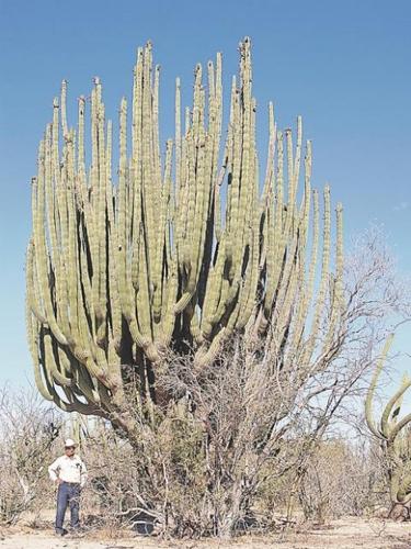 Desert treasures  