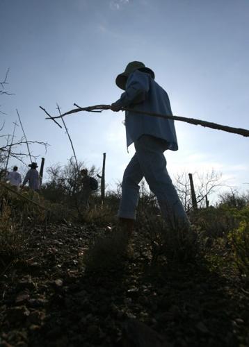 Join in the Saguaro Harvest celebration    