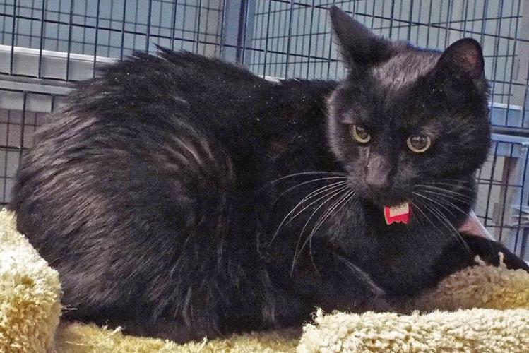 Adopt a friend: Junior