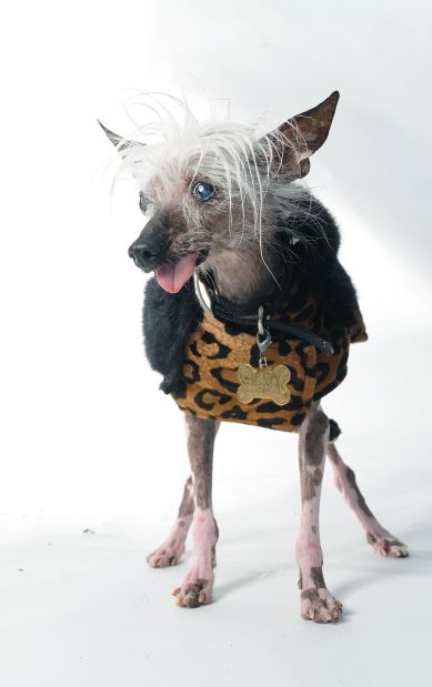 Ugliest Dog Contest