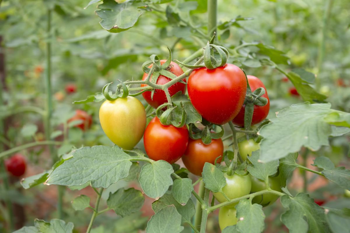 Tomato plant with ripe tomato