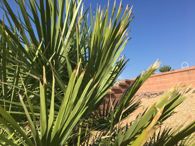 Garden Sage: Palm Fronds