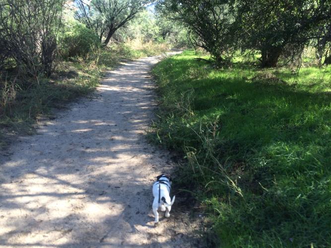 Catalina State Park: Plenty of shade and easy paths
