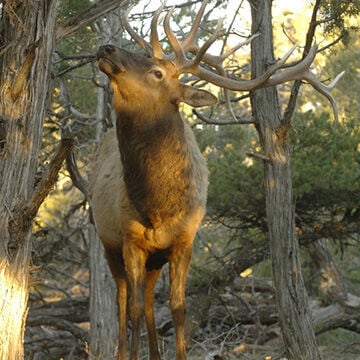 Elk tag raffle deadline looms
