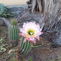 Cactus is blooming
