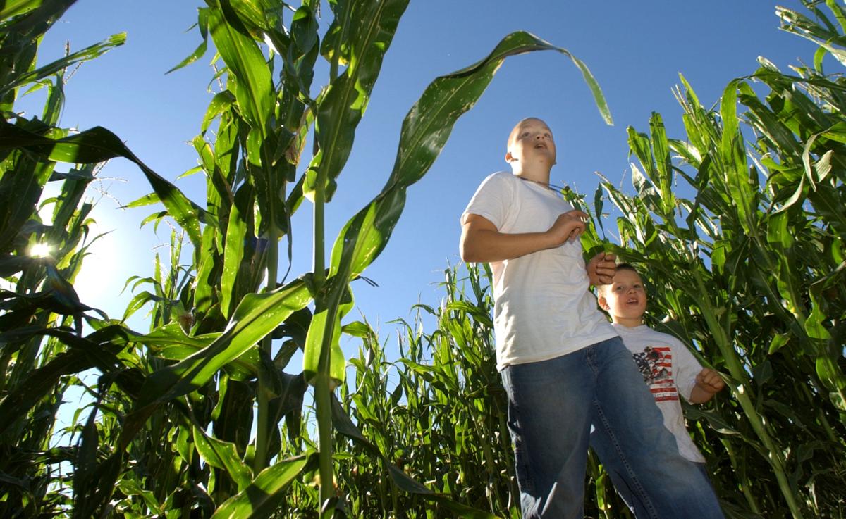Buckelew Farms corn maze