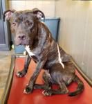 Adopt a Friend: Izzy