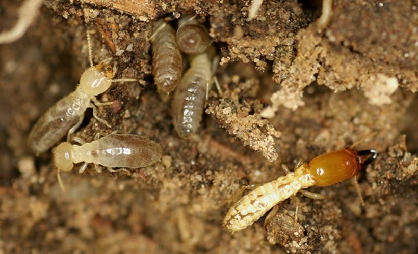 Group-of-Sub-Termites.jpg