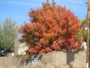 Arizona Pistachio Nursery