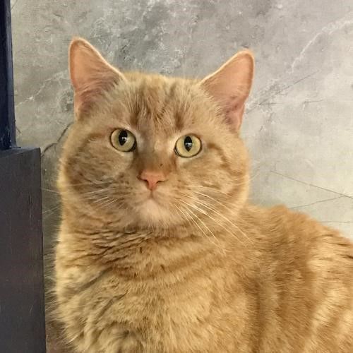 Adopt a friend: Qatar