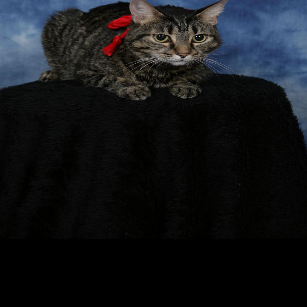 Cat Impaled By Arrow Now On A Lap In Phoenix Blogs Tucson Com