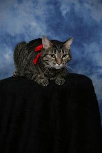 Cat impaled by arrow now on a lap in Phoenix