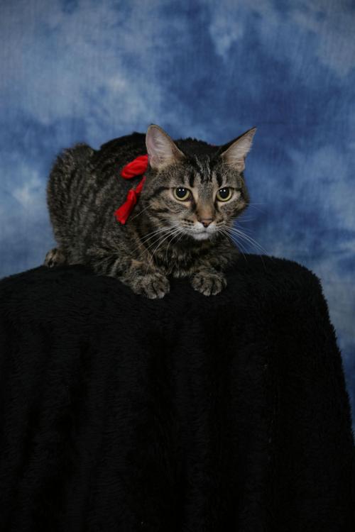 Cat struck by arrow becomes Lucky with loving new home