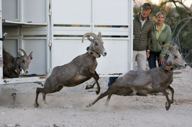 Bighorn sheep release