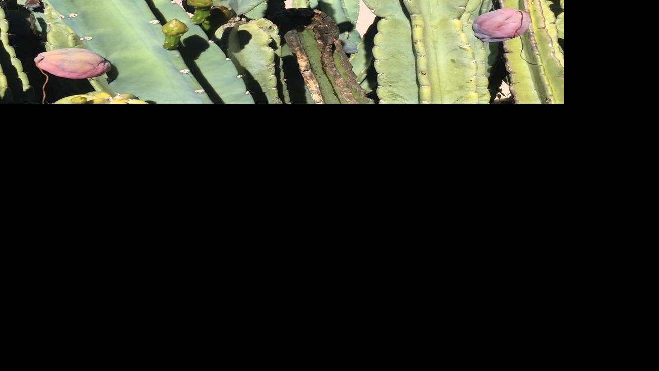 Peruvian apple cactus is edible