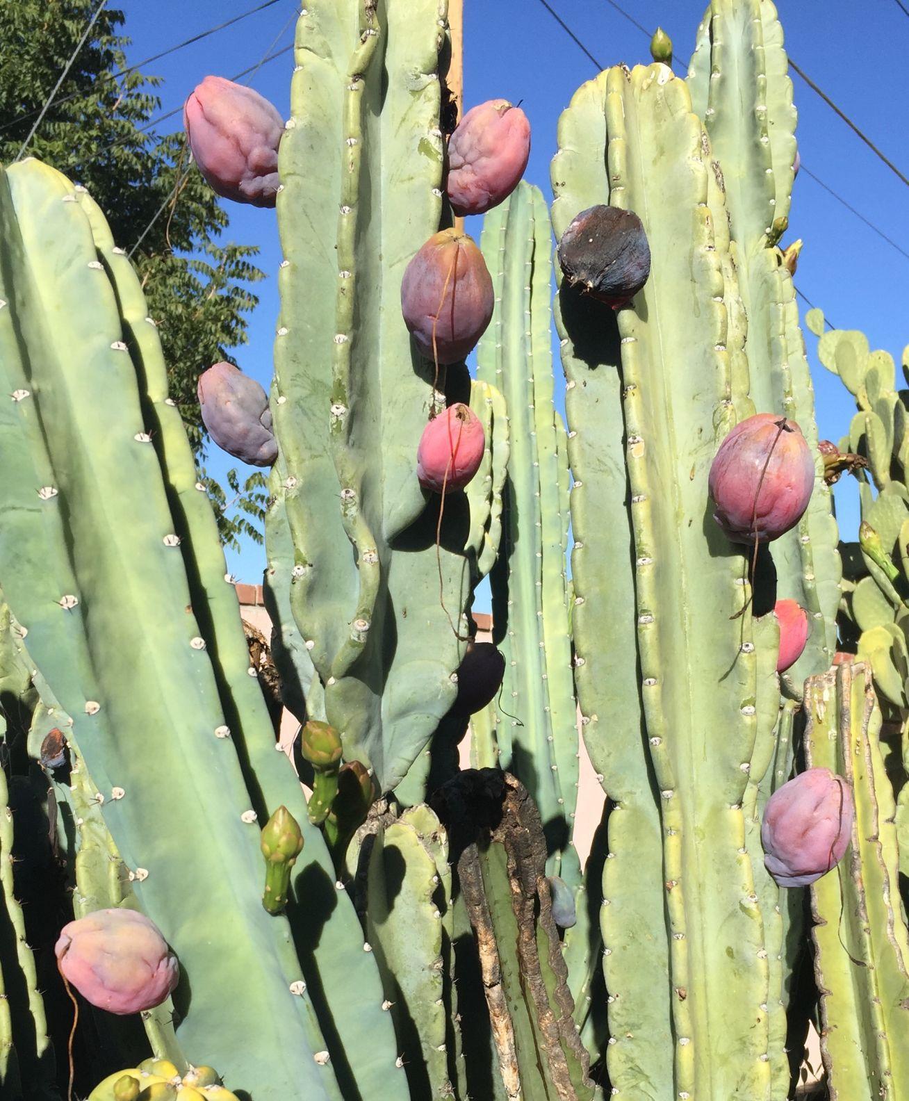 Peruvian apple cactus is edible