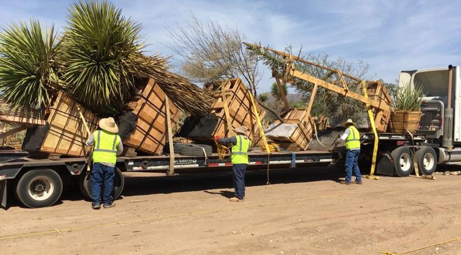 Wallace Desert Gardens