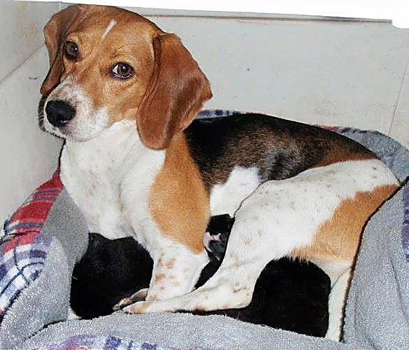 Beagle nurses litter of 4 stray kittens as her own   