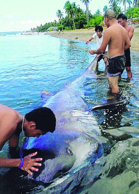 Rare megamouth shark caught, eaten