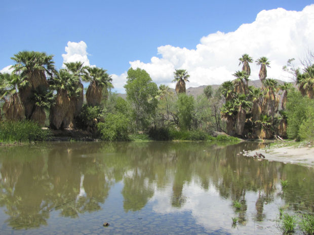Agua Caliente pond on the rebound