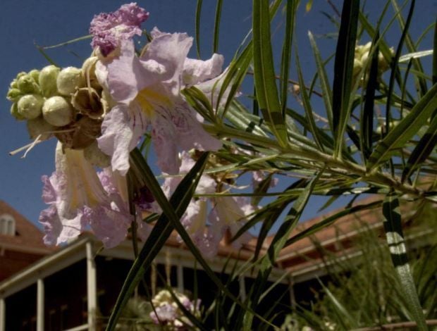 Native tree desert willow