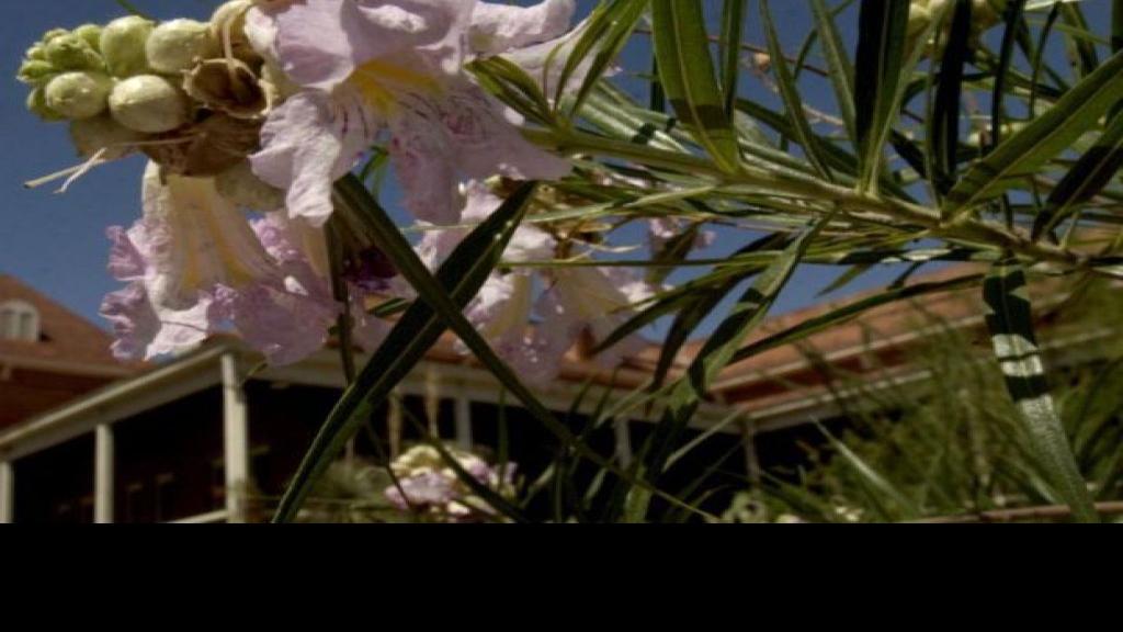 Got sun? Plant a native tree All things green in Tucson