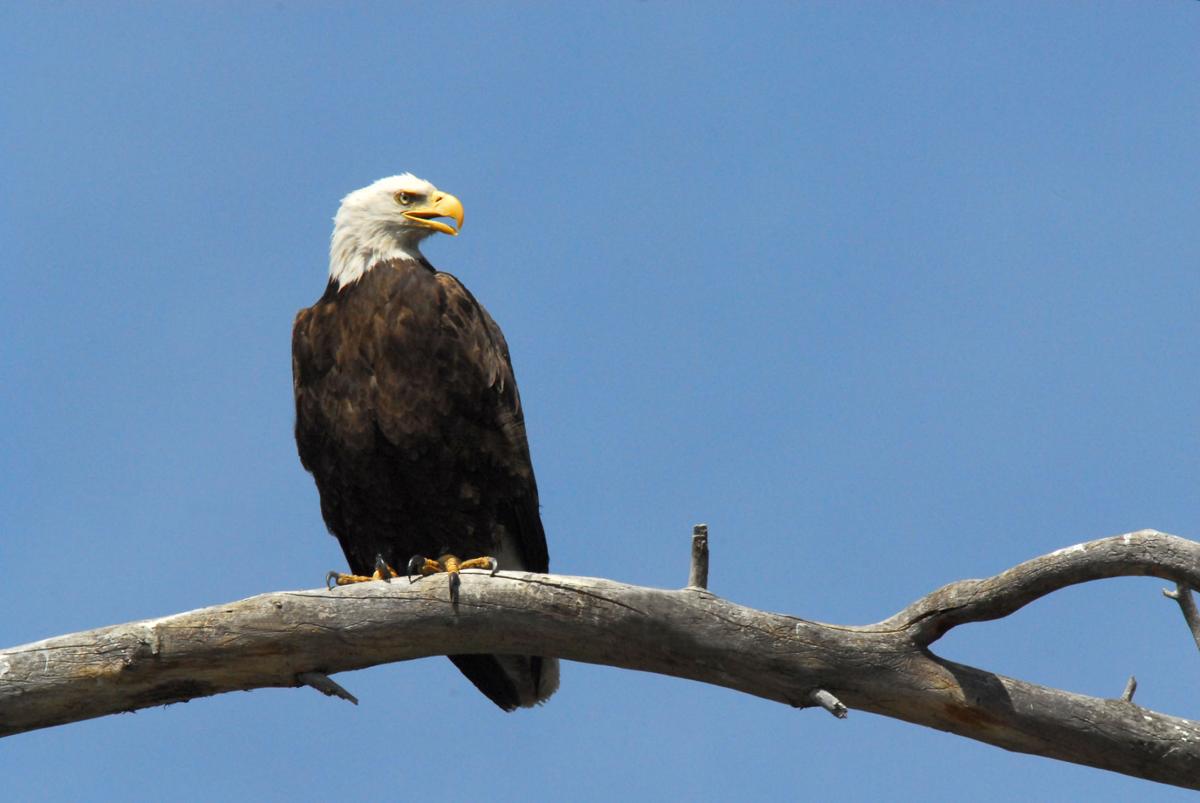 bald eagles set breeding season records in arizona bald eagles set breeding season records in arizona