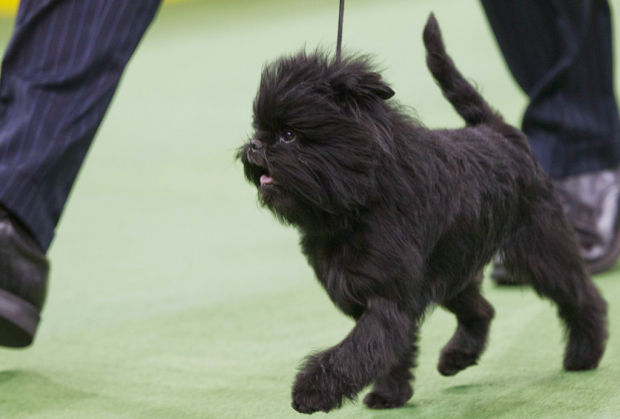 Banana Joe appeals most at Westminster    