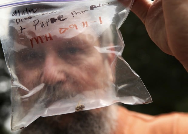'Zombie bees' infected by pupae of parasitic flies