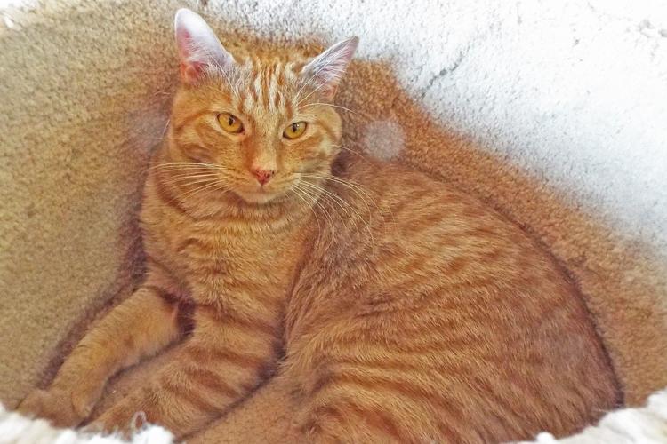 Adopt a friend: Citrus