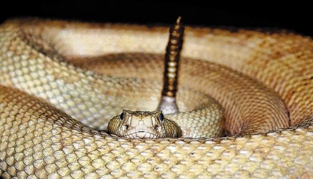 Exotic Snakes, Alligators Could Turn Up In Your Neighborhood