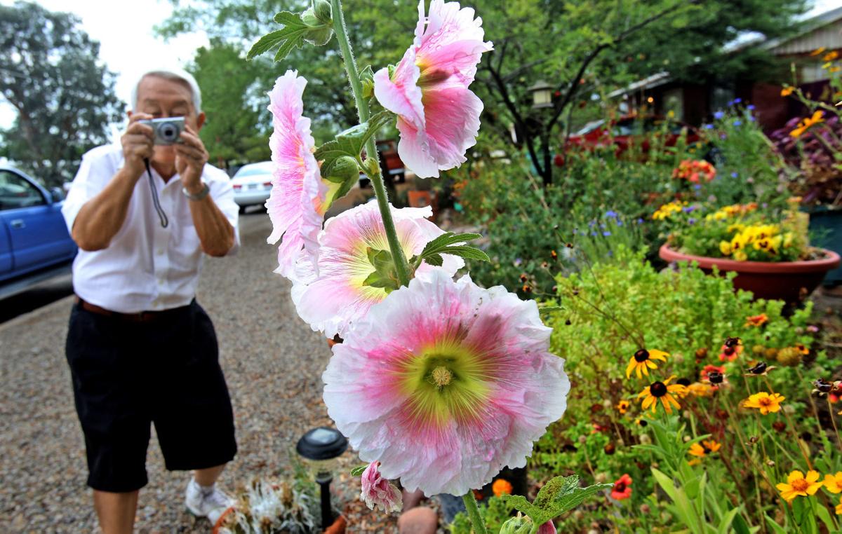 Johnny Appleseed Of Hollyhocks Spreads Love Of Gardening Home Garden Tucson Com