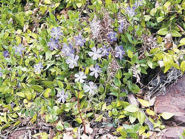 West Fork Trail: Experience the incredible  