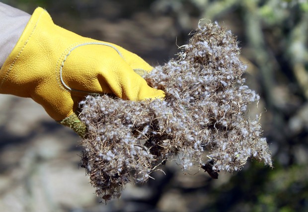 Get rid of pests without deadly force   