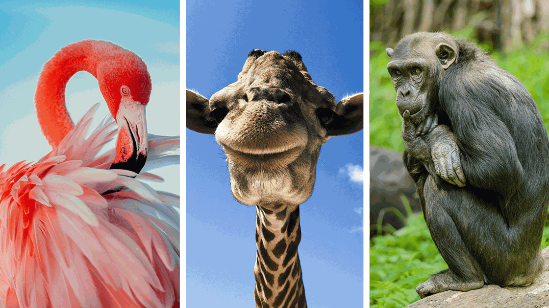 10 Boldly Bisexual Animals