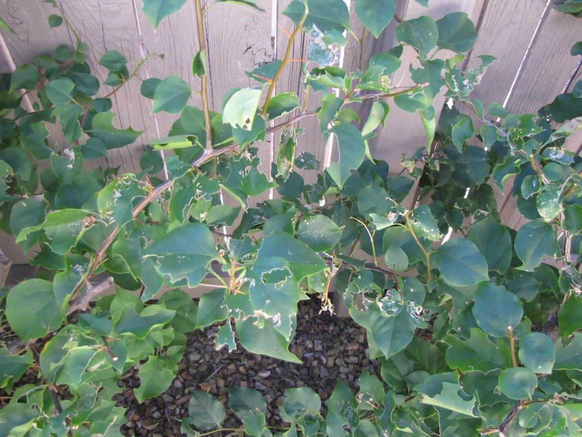 There a couple ways to protect Bougainvillea plants from caterpillars.